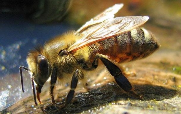 Пчелы ужалили американца больше тысячи раз